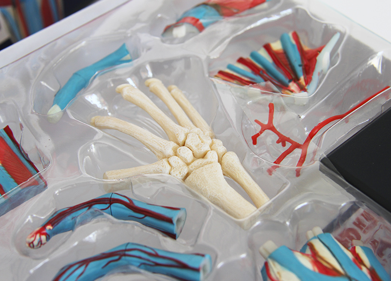 4D Master人體手掌模型 醫(yī)學(xué)教學(xué)與解剖學(xué)習(xí)的創(chuàng)新工具